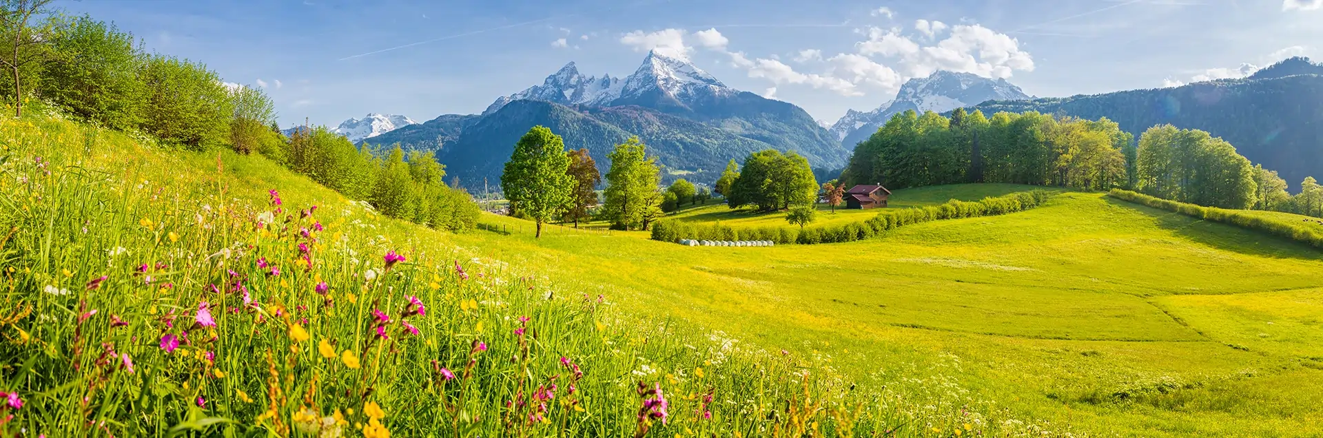 Blumenwiese vor Bergpanorama